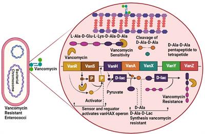 Transient comparison of techniques to counter multi-drug resistant bacteria: prime modules in curation of bacterial infections